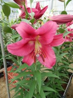 [5562 PO65 Carbonero No02.JPG]